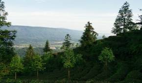 公司簡介
